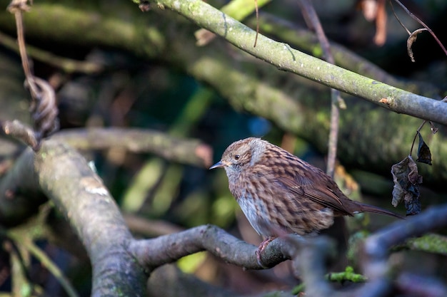 Hedge Accentor (Dunnock) zittend in een boom in Sussex