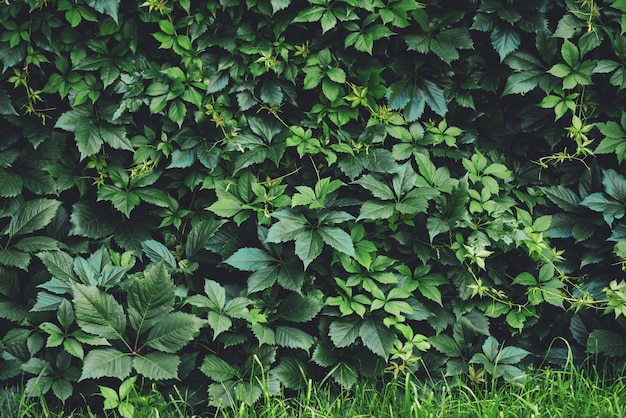 Siepe di grandi foglie verdi in primavera. recinto verde di partenocissus henryana. sfondo naturale di uva da ragazzina. trama floreale di partenocissus inserta. vegetazione ricca. piante in giardino botanico.