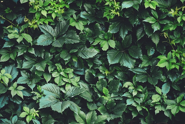 Hedge of big green leaves in spring. 