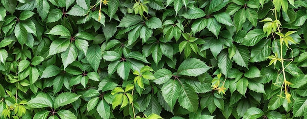 Hedge of green leaves natural plant carpet