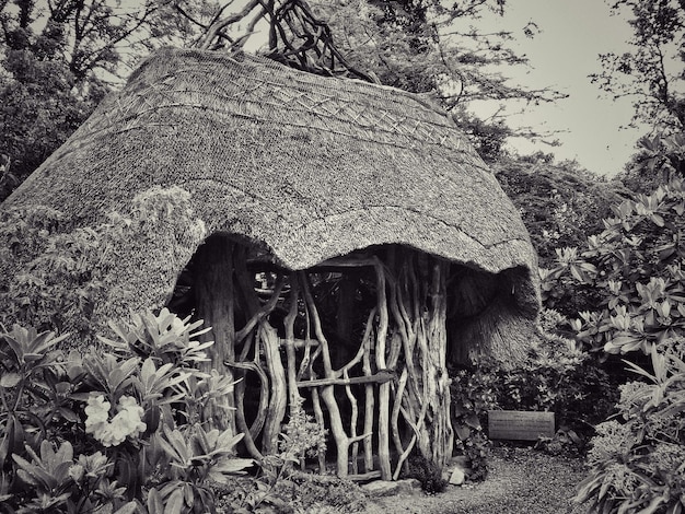 Photo hedge hut in garden