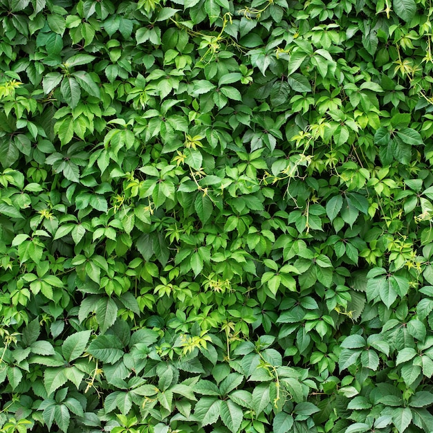 Hedge ivy background foliage of green plants