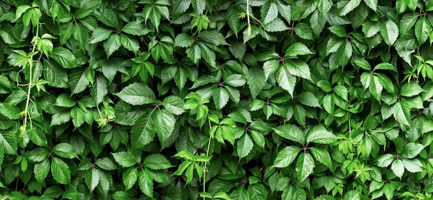 Hedge of plant leaves green ivy foliage natural background