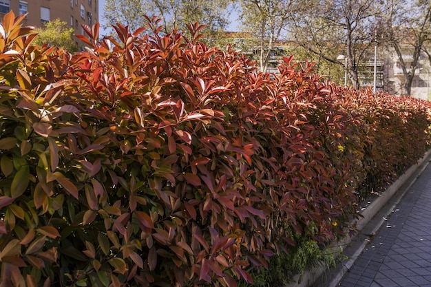 A hedge of reddish leaves illuminated by the sun