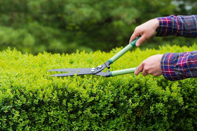 Foto hedge rij