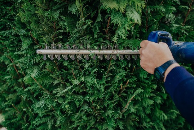Фото Работа по стрижке живой изгороди. кавказский садовник с бензиновым триммером для живой изгороди, формирующим стену туй в саду. макро
