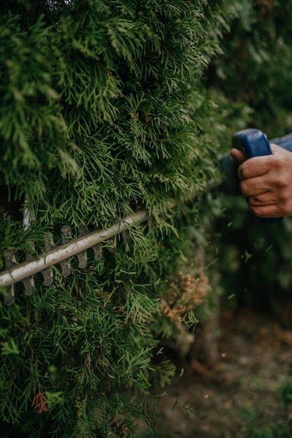 Работа по стрижке живой изгороди. Кавказский садовник с бензиновым триммером для живой изгороди, формирующим стену туй в саду. Макро