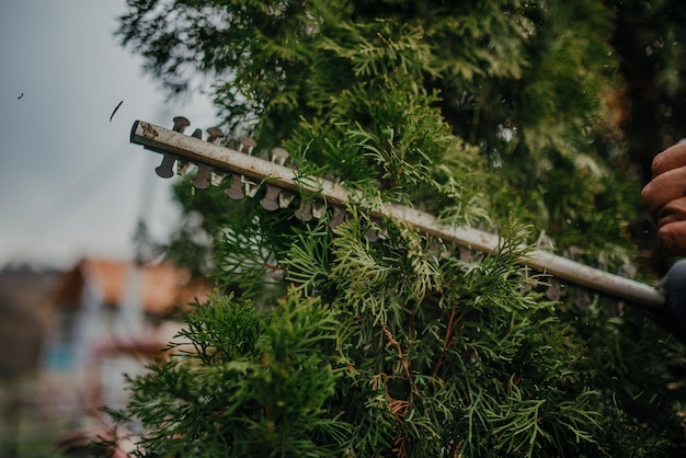 Hedge Trimming Job. Caucasian Gardener with Gasoline Hedge Trimmer Shaping Wall of Thujas in a Garden.Macro