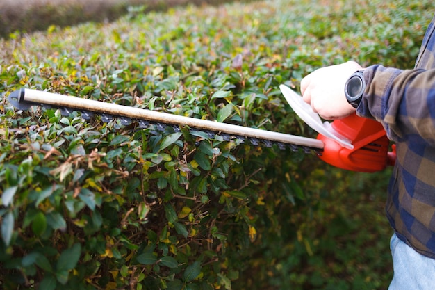 Hedge trimming with electric scissors