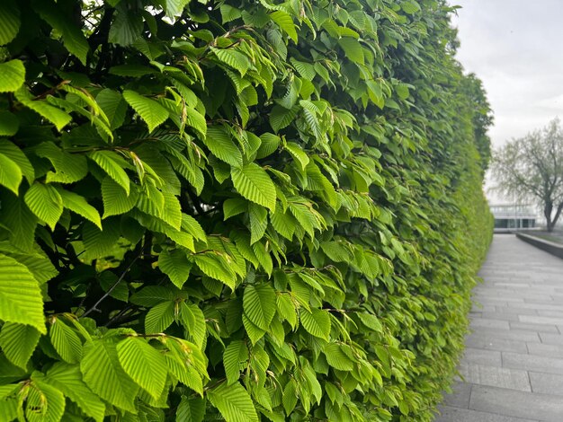 A hedge with green leaves