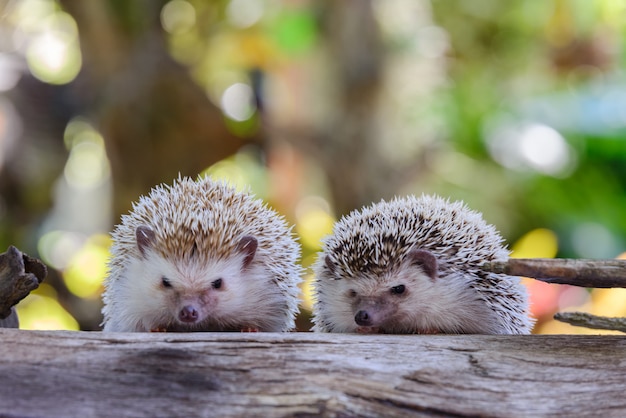 ハリネズミ背景のボケ味