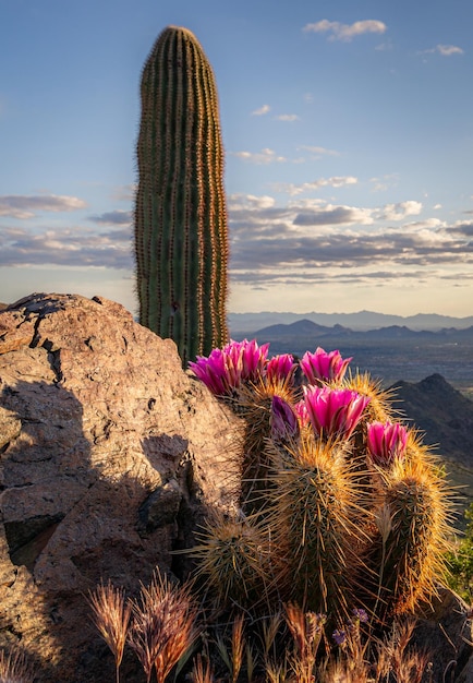 Hedgehog cactus bloem groeit op de rots tegen de lucht