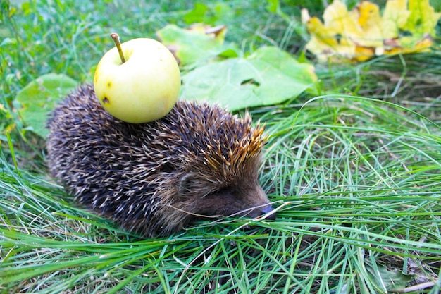 Hedgehog carry apple on the back