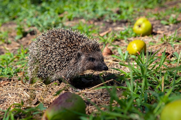 Hedgehog closeup in the summer garden