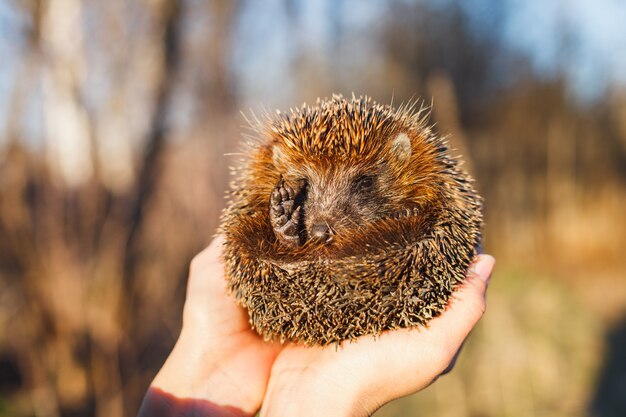 Photo hedgehog curled up in the hands of a girl