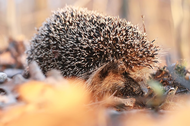 秋の森のハリネズミ/野生動物秋の森、自然、かわいいとげのあるハリネズミ