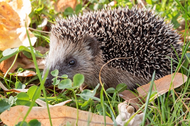 Photo hedgehog on grass