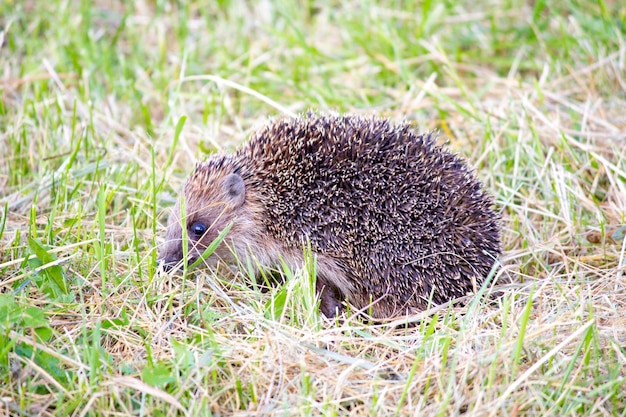 Hedgehog nell'erba