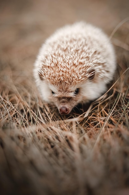 草の中のハリネズミ