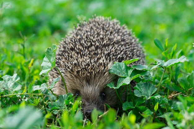 Hedgehog on the grass