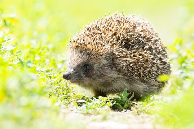 Hedgehog on the grass