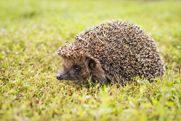 Hedgehog on the grass