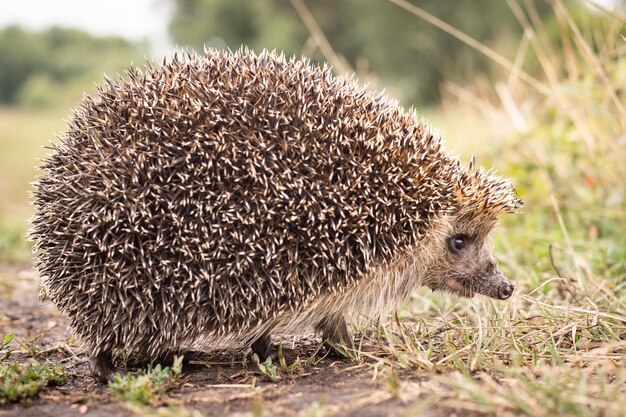 Hedgehog on the grass