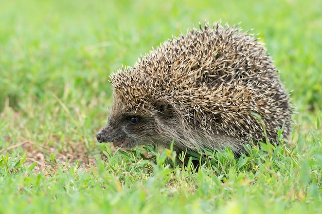 ハリネズミ、草の上