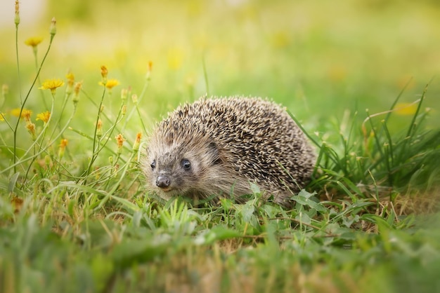 Hedgehog on the grassx9