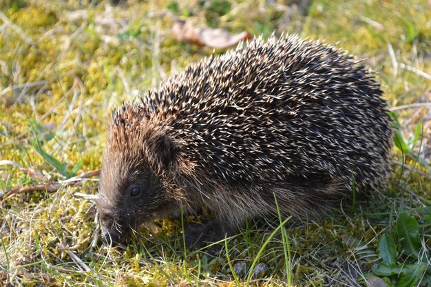 Photo hedgehog on grassy field