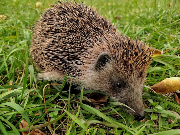 Hedgehog on green grass side view