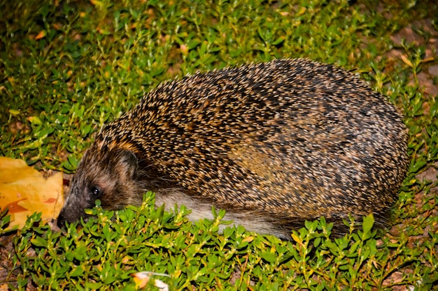 The hedgehog on the green grass. Summer. Hedgehog, wild, European hedgehog on green grass with green background. In natural, outdoor setting. Erinaceus europaeus. Landscape.