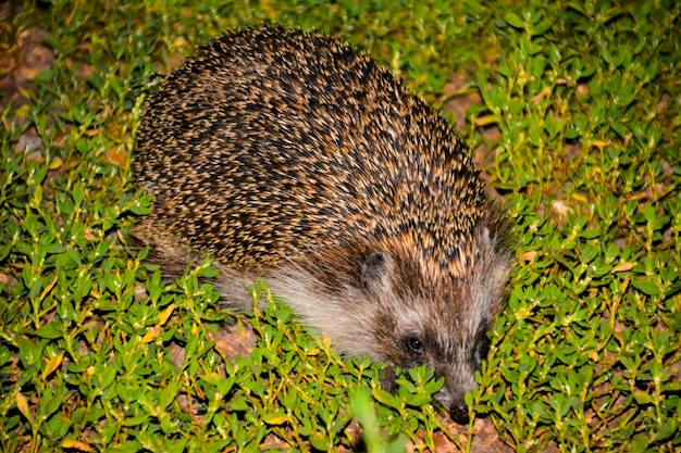 The hedgehog on the green grass. Summer. Hedgehog, wild, European hedgehog on green grass with green background. In natural, outdoor setting. Erinaceus europaeus. Landscape.