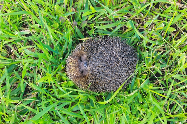 緑の草のハリネズミ