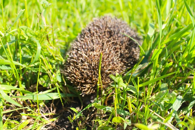 Hedgehog on green grass