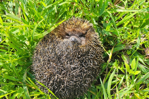 Hedgehog on green grass