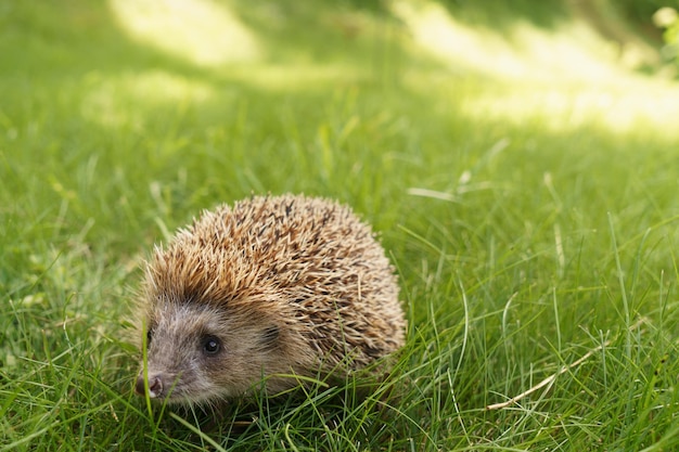 Hedgehog on a green lawn