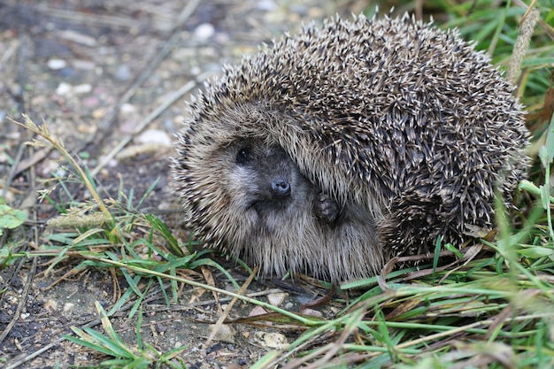 Hedgehog on the ground