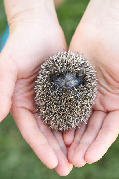 Photo hedgehog on hand holding