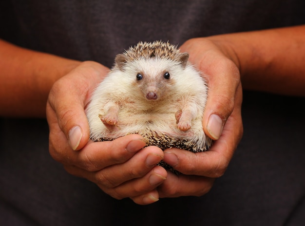 Hedgehog in hand