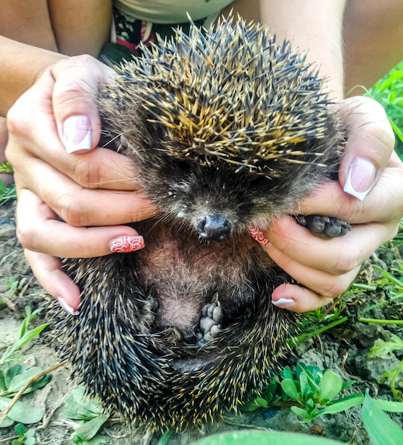 Photo hedgehog in human hands