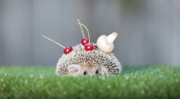 写真 緑の草の上の自然環境のハリネズミ