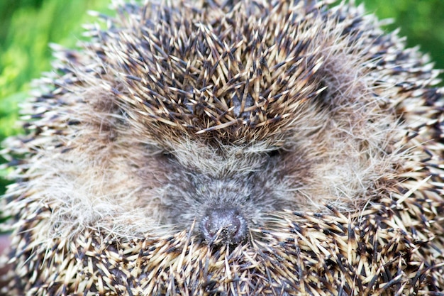 写真 草のヘッジホッグ