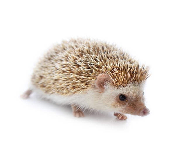 Hedgehog isolate on white background