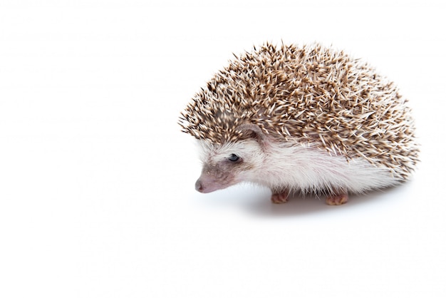 Hedgehog isolated on the White Background. 