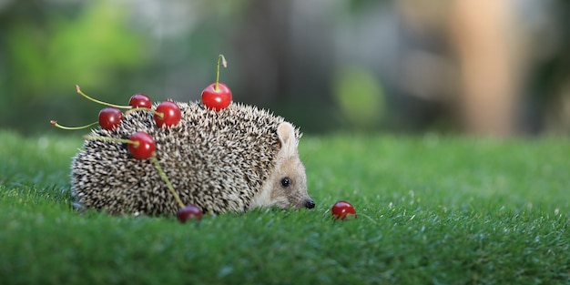 Hedgehog in its natural environment on green grass