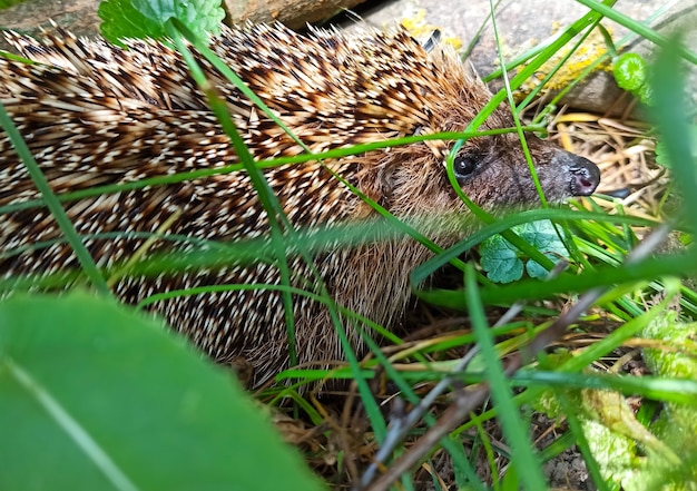 Hedgehog lie on green grass near people home.