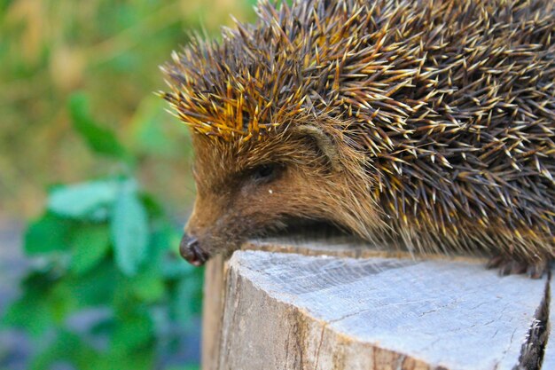 Hedgehog on the log