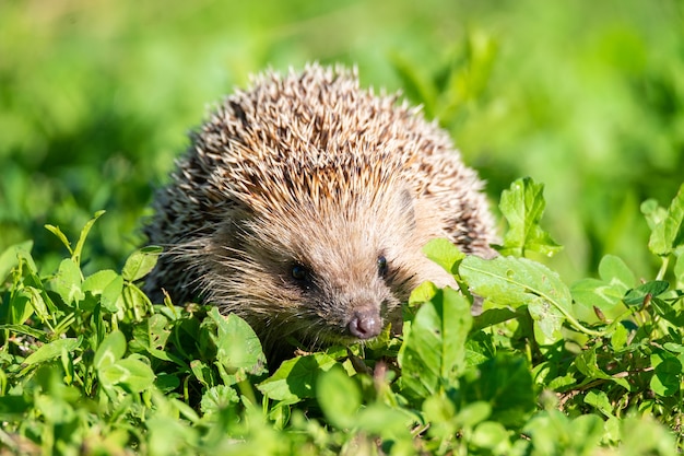 Hedgehog lying in the sun on the green grass on the lawn