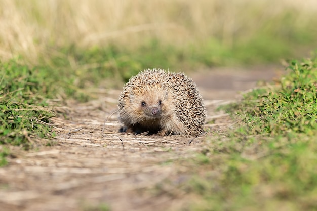 Hedgehog lying in the sun on the green grass on the lawn